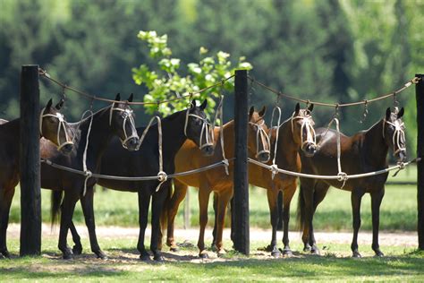 El Monte Los Machitos Polo Argentino