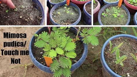 Growing Mimosa Pudica From Seeds Touch Me Not Shame Plant Youtube