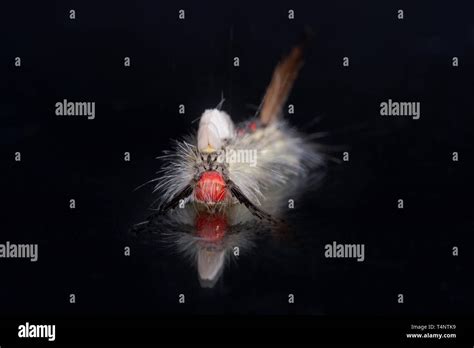 White fuzzy moth hi-res stock photography and images - Alamy