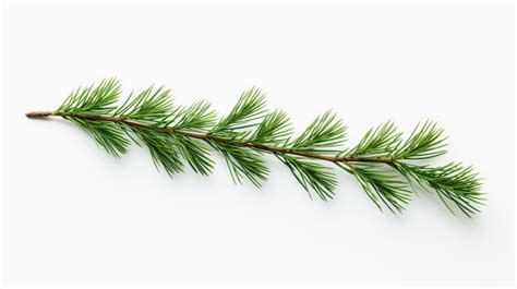 Premium AI Image Pine Branch Isolated On White Background Fir Tree