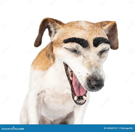 Dog with Big Funny Eyebrows with Opened Mouth Closed Eyes Looking Down ...