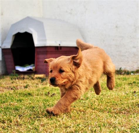 Cómo cuidar a un cachorro 9 pasos