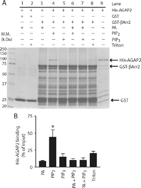 Figure 2 from The Arf GAP AGAP2 interacts with β arrestin2 and