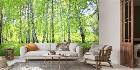 Birch Forest Wallpaper Mural Wallsauce Us