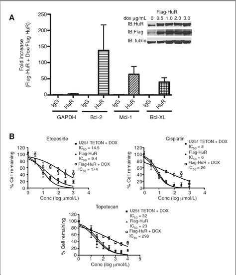 Figure From The Rna Binding Protein Hur Promotes Glioma Growth And