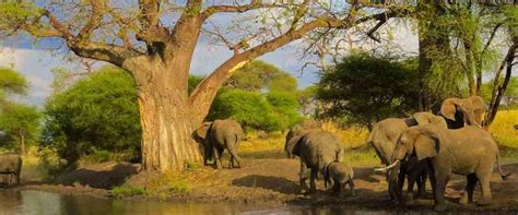 Gita Di Giorno Da Arusha National Park Getyourguide