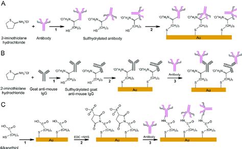 Principal Immobilization Schemes Of Antibodies A Antibodies