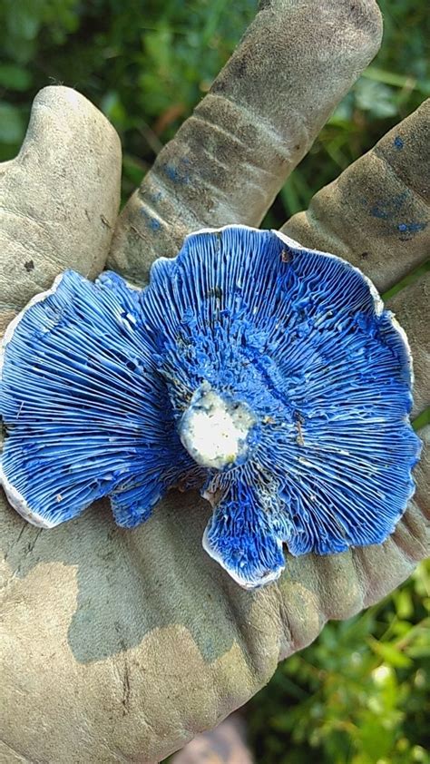 Blue Mushroom I Found In Sw Michigan