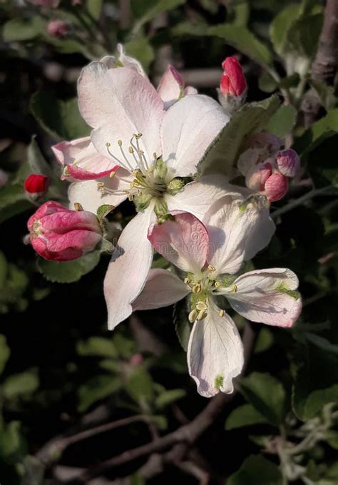 Close Up Apple Tree Flower Blossom And Buds Malus Pumila Stock Photo