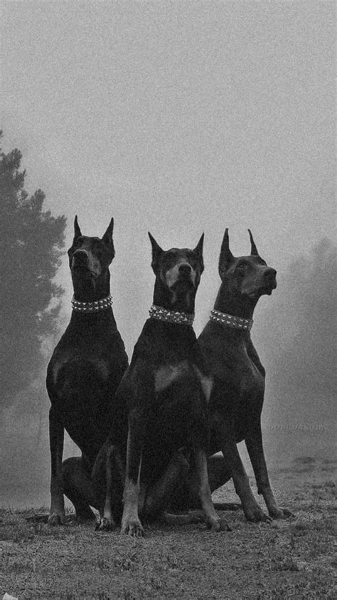 Pin De En Fotos De Perros Doberman Doberman Perros