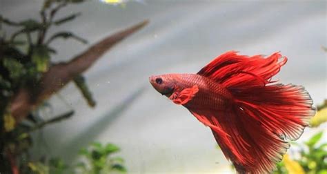 What Do Betta Fish Need A Quick Easy Guide