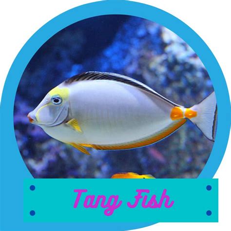 Tang Fish | Tang fish, Fish, Saltwater aquarium