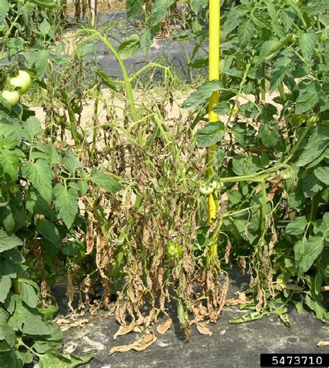 Bacterial Canker And Wilt In Fresh Market Tomatoes