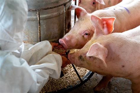 Top Most Common Diseases In Pigs