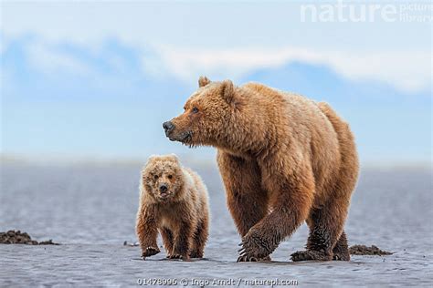 Stock Photo Of Grizzly Bear Coastal Brown Bear Ursus Arctos