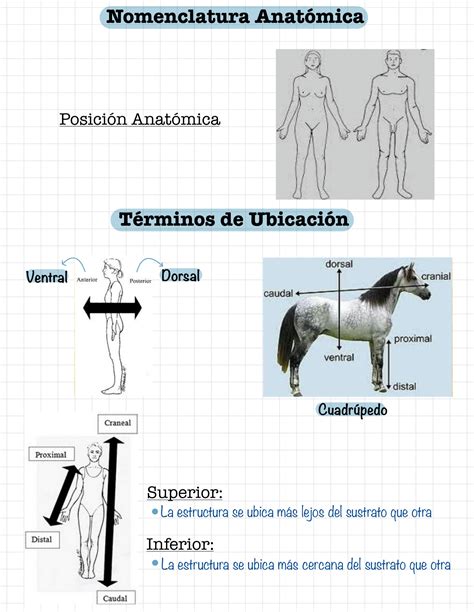 SOLUTION Nomenclatura y Terminología Anatómica Studypool