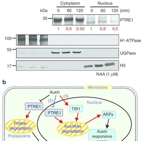 A Model For Auxin Response Through The Tir Auxin Receptor Pathway