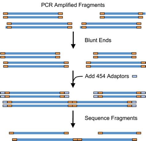 Simplified Model Showing How Fragment To Fragment Concatenations Can Be Download Scientific