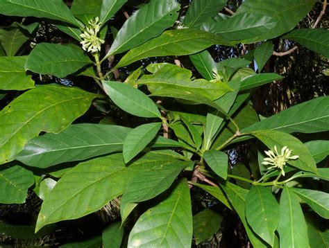 Morinda Citrifolia Rubiaceae