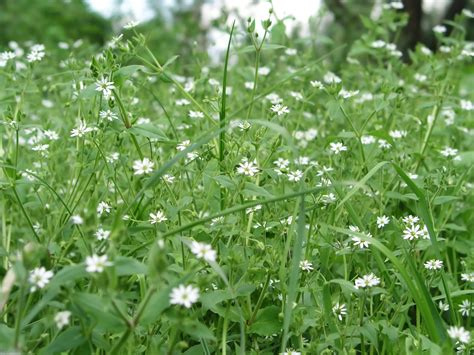 Chickweed – GardensApothecaryCo.