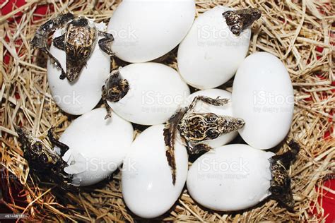 Little Baby Crocodiles Are Hatching From Eggs Stock Photo Download