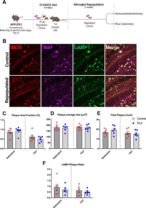 Repopulation Of Microglia Does Not Ameliorate A Pathology And Neuritic