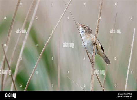 Marsh Warbler Acrocephalus Palustris From Vejlerne Northern Denmark