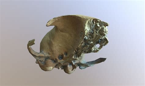 3d Model Photorealistic Scanned Small Skull Of Rodent Vr Ar Low