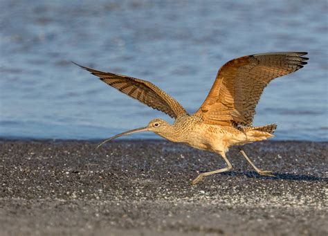 Long-billed Curlew | San Diego Bird Spot