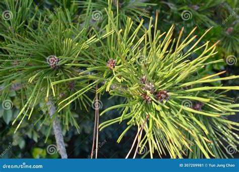 Pinus Thunbergii Parl In The Countryside Stock Image Image Of Grass Greenery 307209981