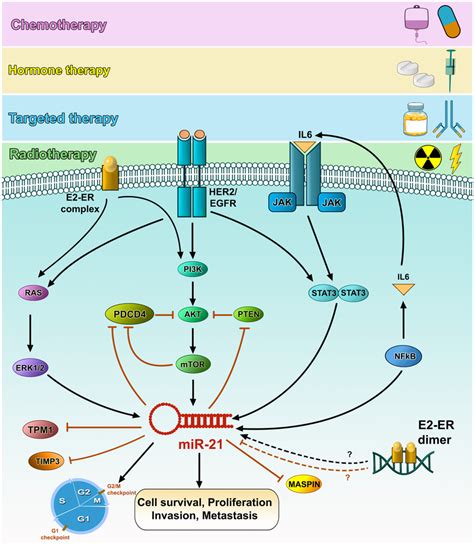 Mir Role In Breast Cancer Resistance To Therapy Mir Targets