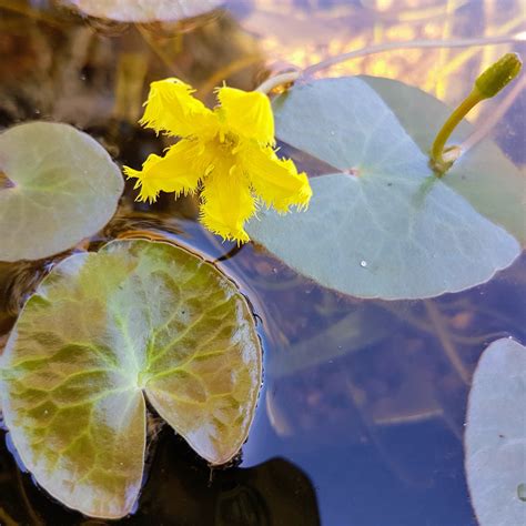 Water Plants, Pond Plants, Lotus - Perth, Western Australia - The Lily Farm