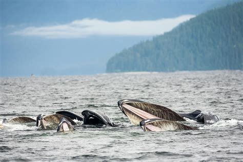 Bubble-net Feeding Humpback Whales Photograph by Stuart Westmorland - Pixels