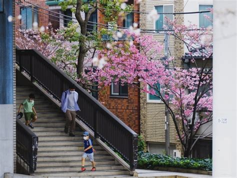 Tokyo Sakura Season Guide: Everything You Need to Know for Your Trip