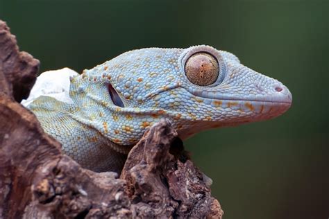 Premium Photo Close Up Photo Of The Tokay Gecko Gekko Gecko