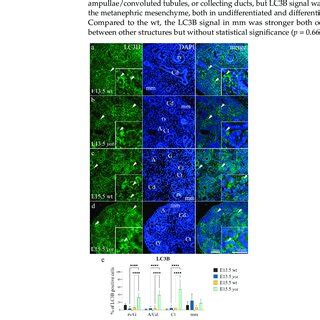 Immunofluorescence Staining Of Developing Wild Type Wt A C And