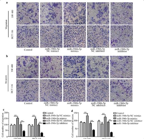 Effects Of Mir B P On Crc Cell Migration And Invasion A D