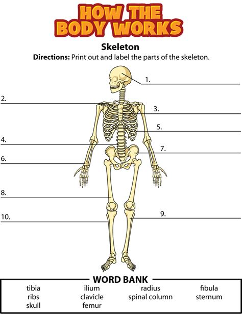 Diagram Of A Skeleton With Labels