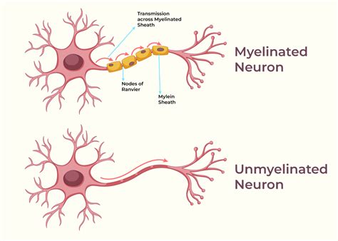 Nerve Impulse Conduction And Transmission Of Nerve Impulses