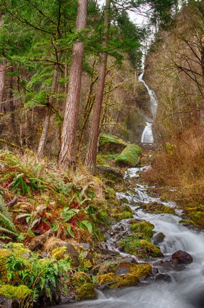 100 Bridal Veil Falls Oregon Photos Stock Photos Pictures And Royalty