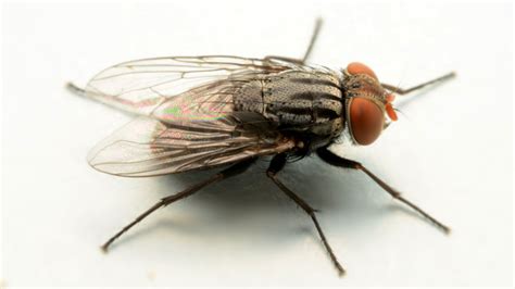 How To Get Rid Of Cluster Flies Naturally And Effectively