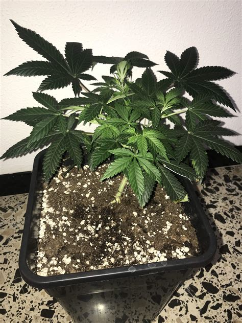 Sweet Seeds Tropicanna Poison F Fast Version Sweet Seeds Sweet