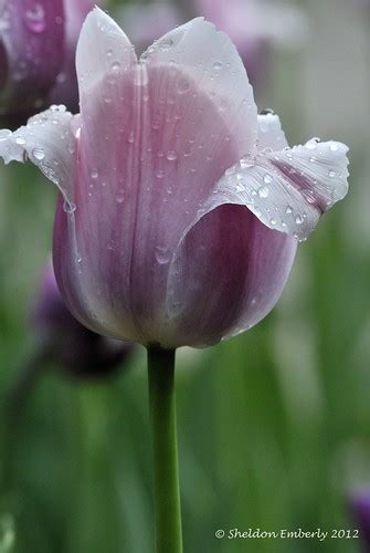 Rain Kissed A Tulip From The English Gardens That Is Cover Flickr