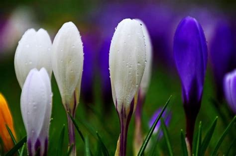 Crocuses In Dunkeld Announcing Spring S Arrival Crocus Plants Color