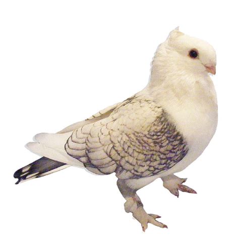 Blue Lace Classic Old Frill Satinette Pigeons Strombergs