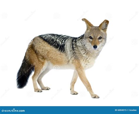 Albino Jackal