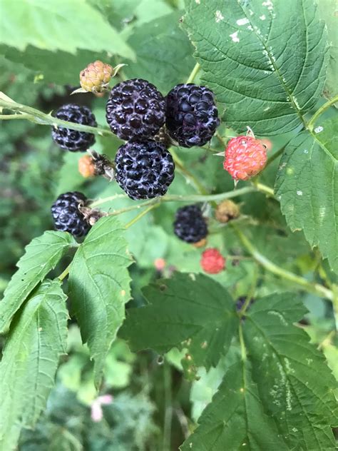 Black Raspberry Pie Chasing Saturdays