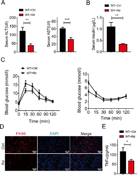 Ginsenoside Rd Improves Hepatic Function And Insulin Resistance In Hfd