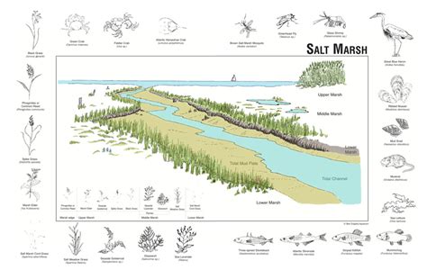 MyPictureFriday - Saltwater Tidal Marshes — Steemit