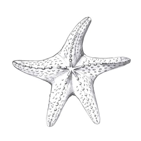 premium photo hand drawn pencil drawing  starfish isolated